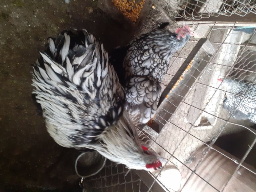  - Gaini Orpington argintiu