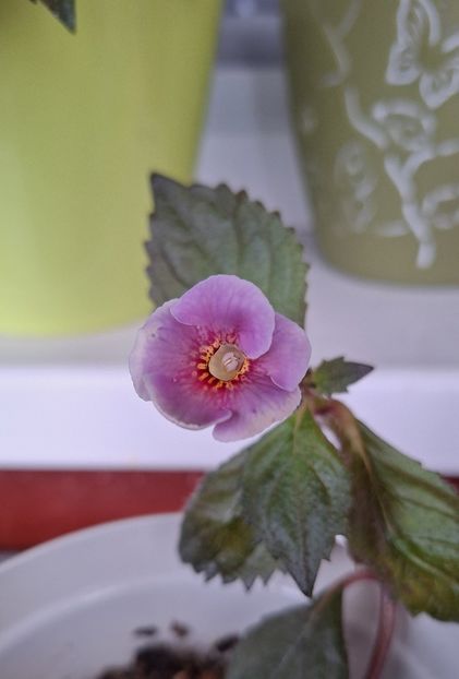 39. Arleta Blue - 15 Achimenes 2024