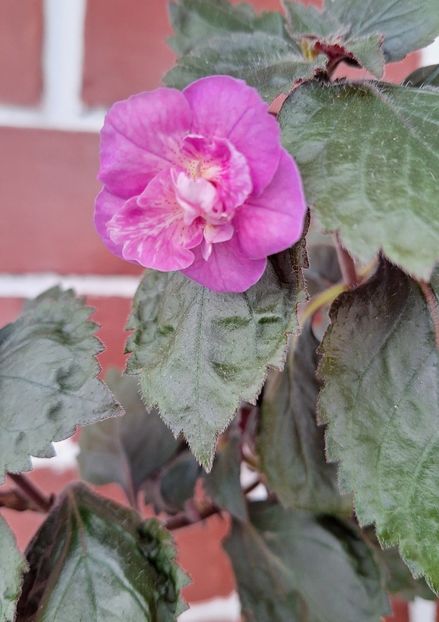 40. RFs Gabriela Gligor - 15 Achimenes 2024