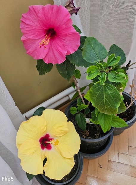 1,5 - Hibiscus