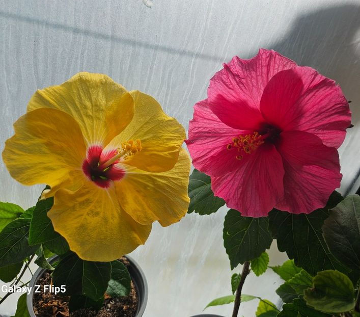  - Hibiscus