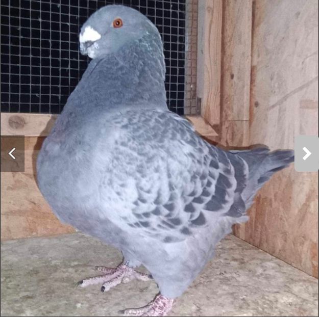 Mascul 2020 H - Masculi 2025