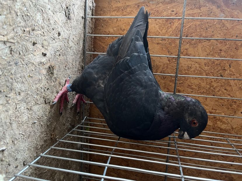 Mascul 2024 - Masculi 2025