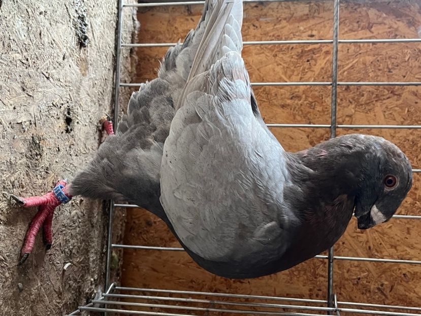 Mascul 2024 - Masculi 2025