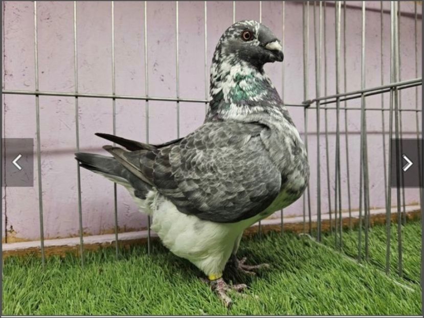 Femelă 2023 - Femele 2025