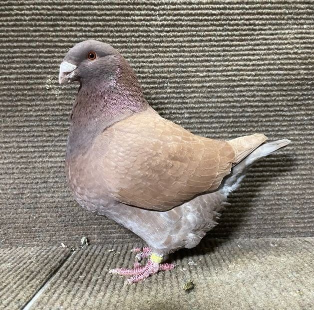 Femelă 2023 - Femele 2025