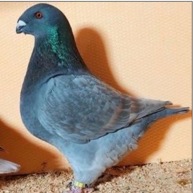 Femelă 2023 - Femele 2025