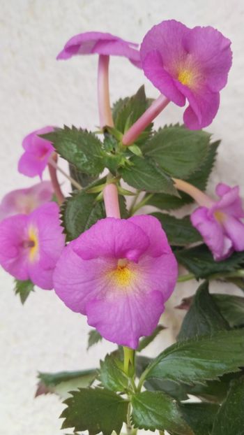  - 2024-BriD s CAISSA