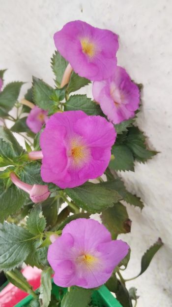  - 2024-BriD s CAISSA