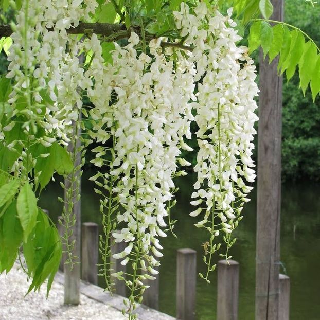 wisteria alba 0,8-1m-30lei - aaPlante ornamentale disponibile
