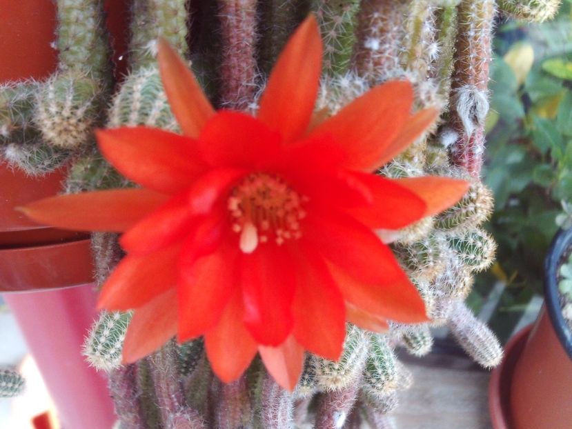 Frumuselul asta se crede-n vara... - 2024