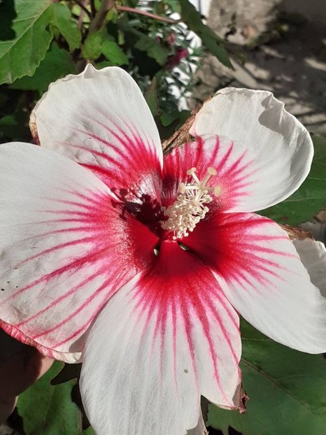  - Hibiscus Moscheutos