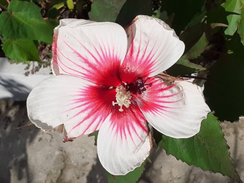  - Hibiscus Moscheutos