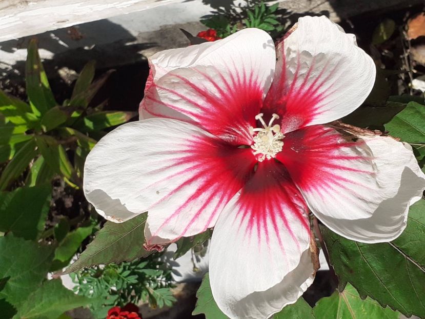 20241003_112549(0) - Hibiscus Moscheutos
