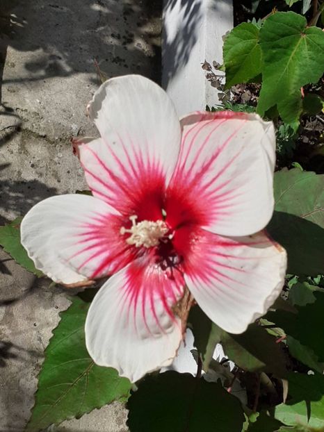  - Hibiscus Moscheutos