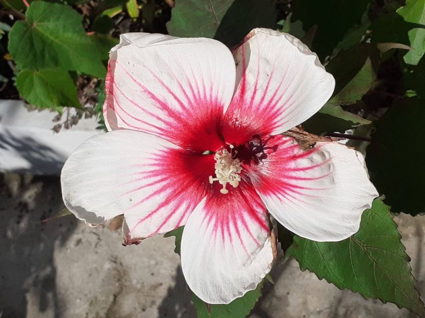  - Hibiscus Moscheutos