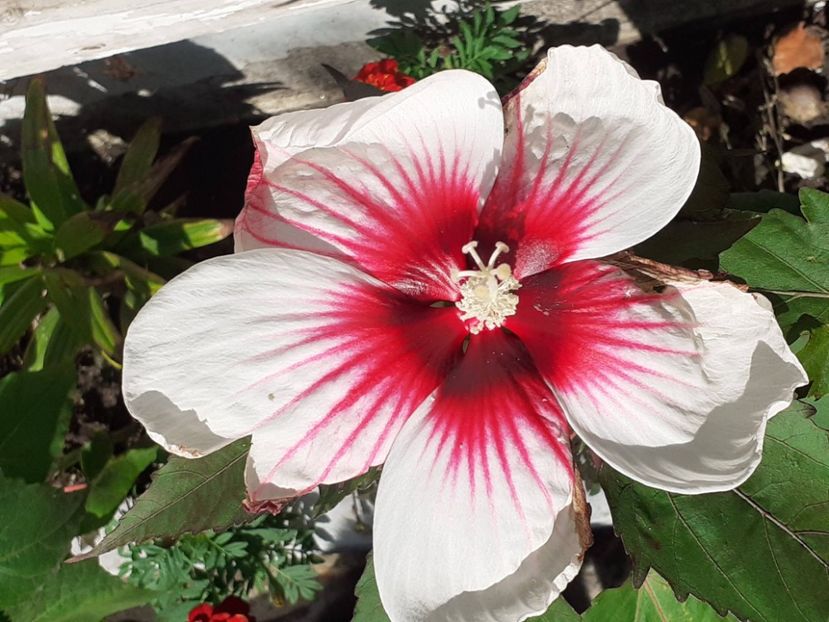  - Hibiscus Moscheutos
