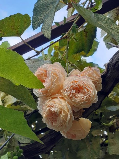  - Hibiscus Moscheutos