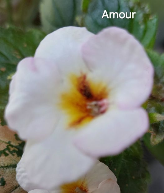  - 2024- Achimenes