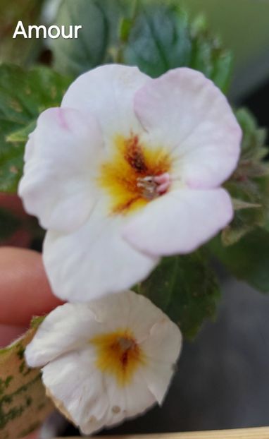  - 2024- Achimenes