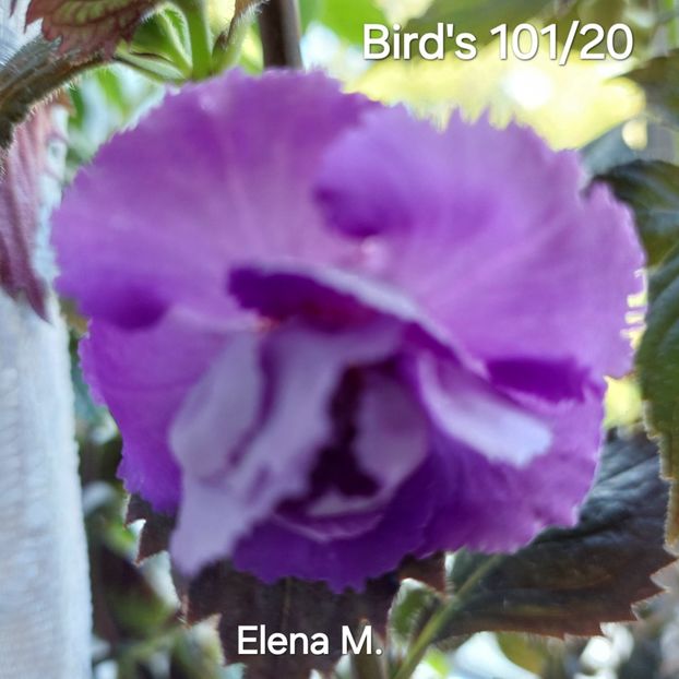 20240707_084926(1) - 2024- Achimenes