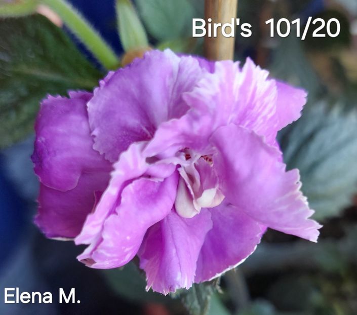  - 2024- Achimenes
