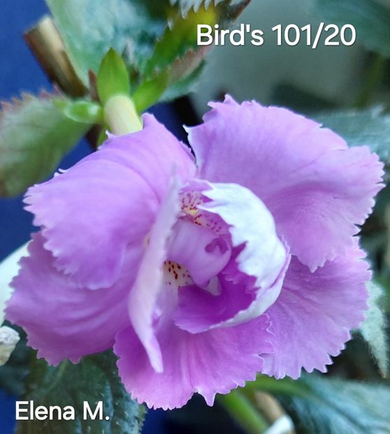  - 2024- Achimenes