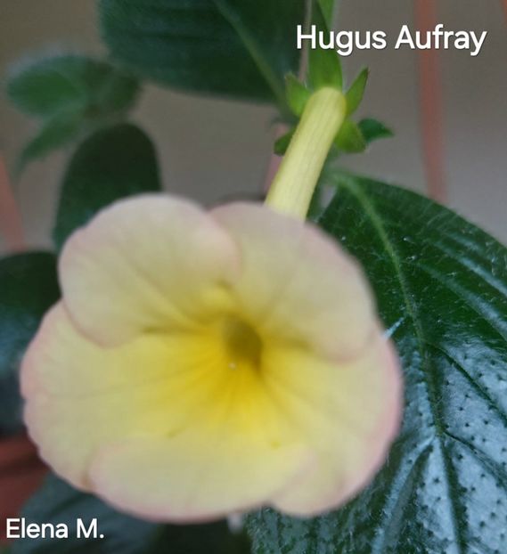  - 2024- Achimenes