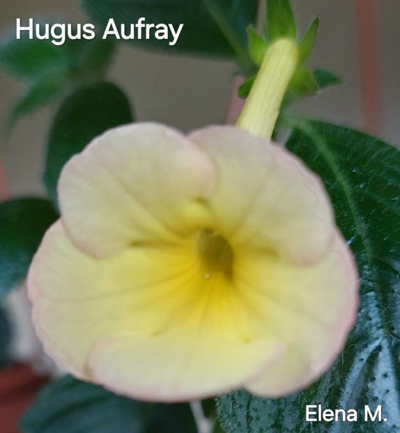  - 2024- Achimenes