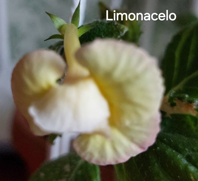 - 2024- Achimenes