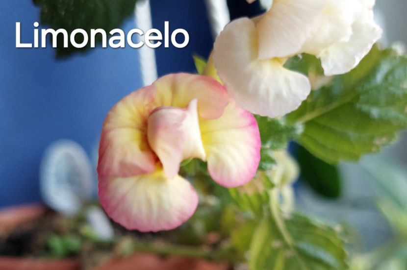  - 2024- Achimenes