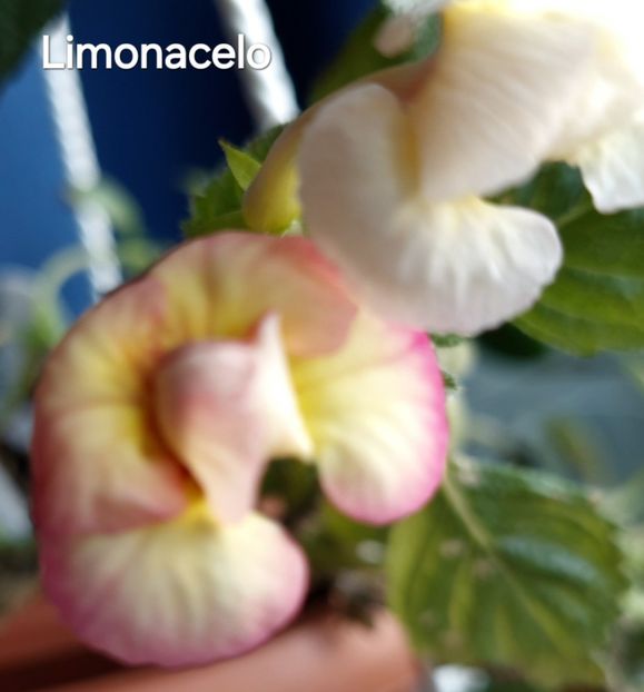  - 2024- Achimenes