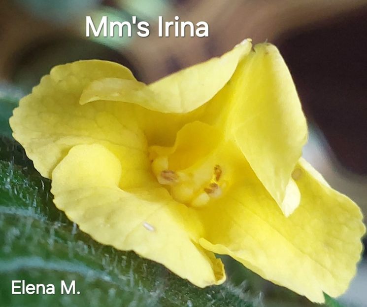  - 2024- Achimenes