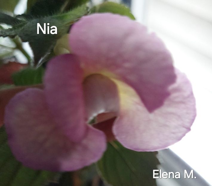  - 2024- Achimenes