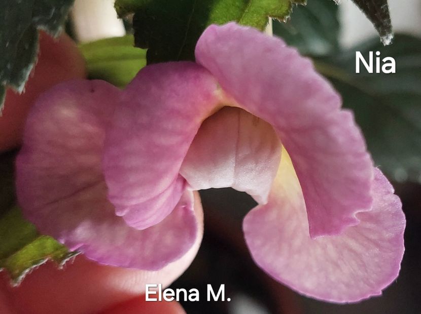  - 2024- Achimenes