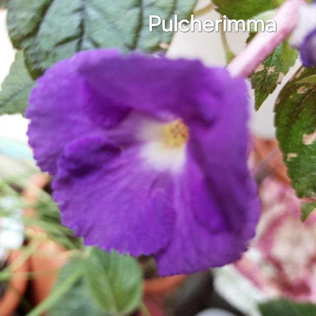  - 2024- Achimenes