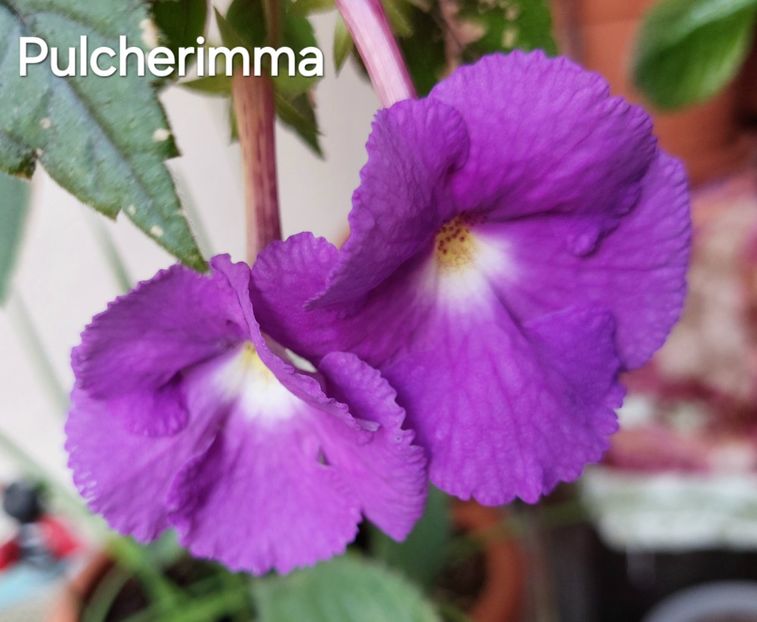  - 2024- Achimenes