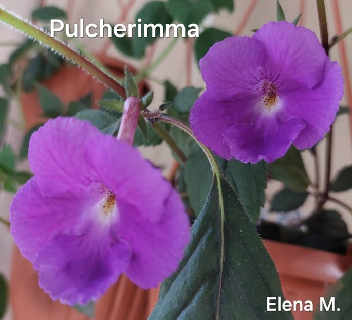  - 2024- Achimenes