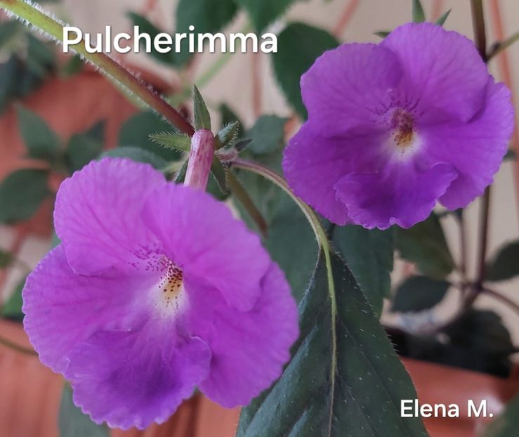  - 2024- Achimenes