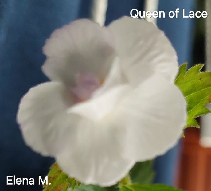  - 2024- Achimenes