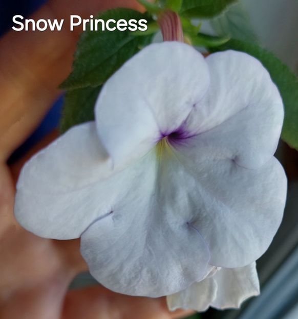  - 2024- Achimenes