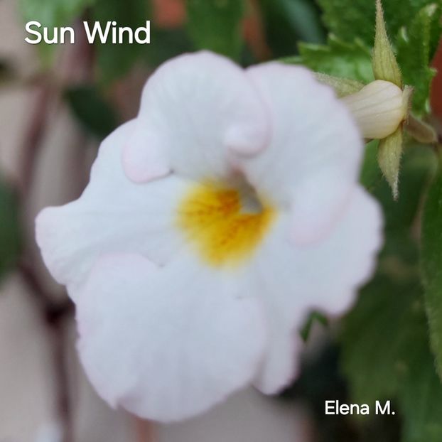  - 2024- Achimenes