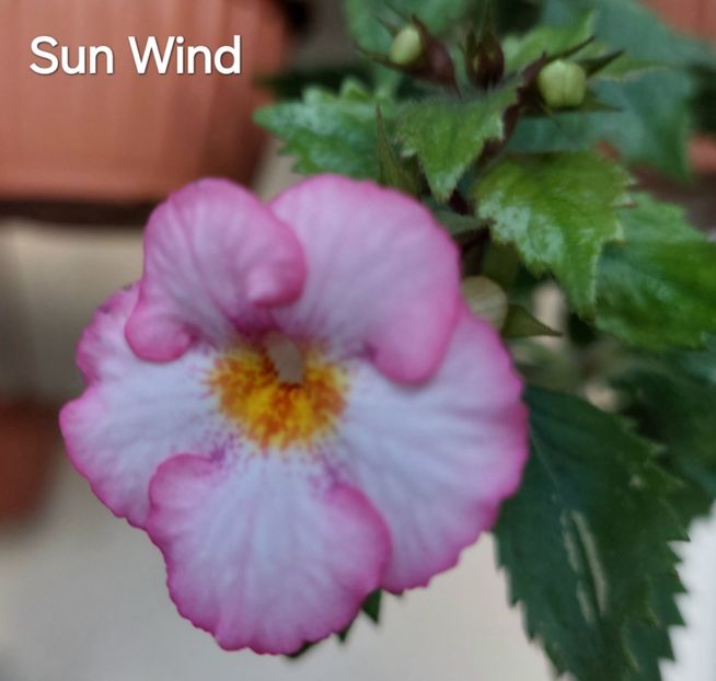  - 2024- Achimenes