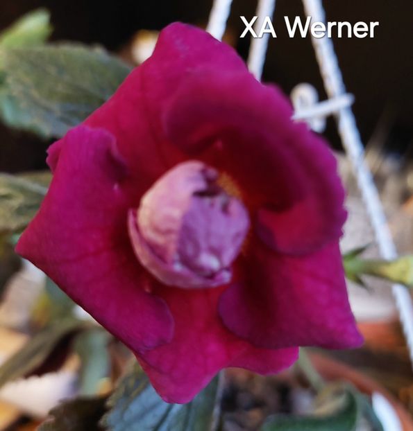  - 2024- Achimenes