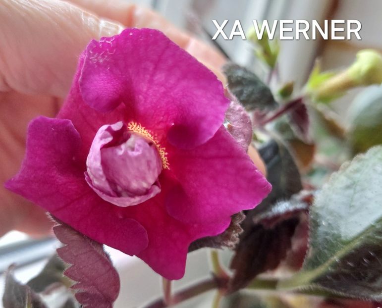  - 2024- Achimenes