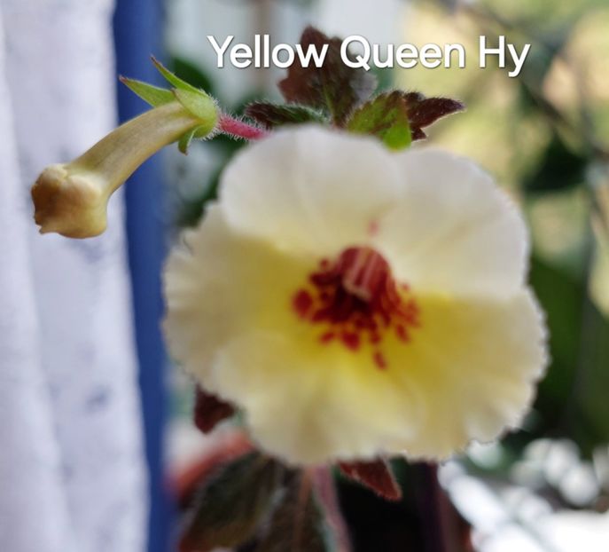  - 2024- Achimenes