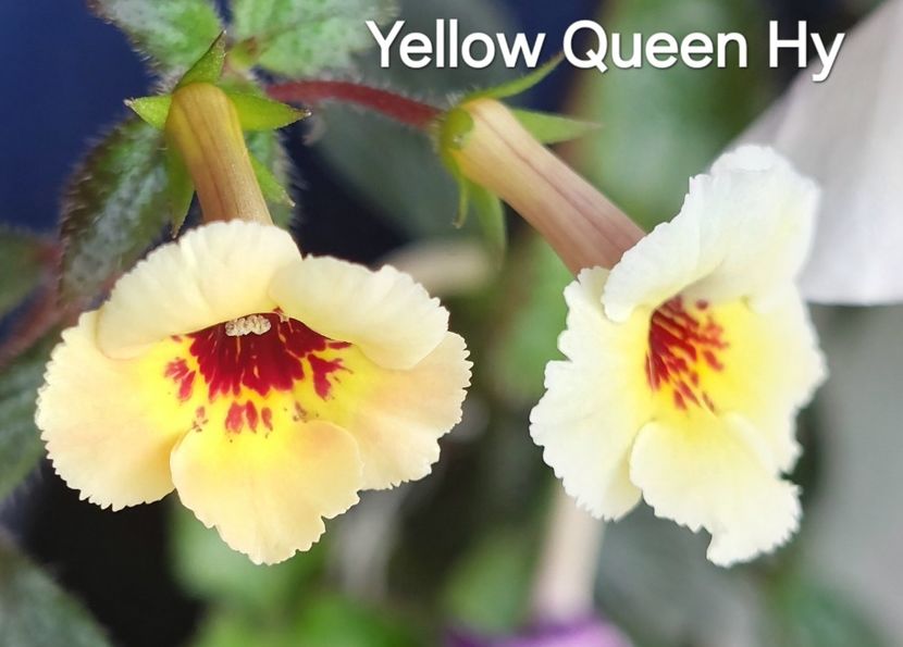  - 2024- Achimenes