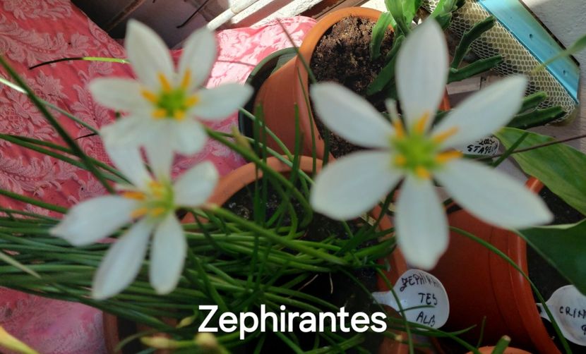  - 2024- Zephirantes
