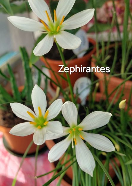 20240926_160457 - copie - 2024- Zephirantes