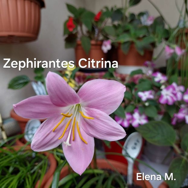  - 2024- Zephirantes